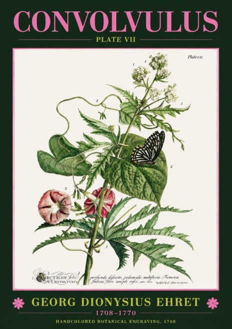 Georg Dionysius Ehret Convolvulus - Plate Vii No2 - Juliste
