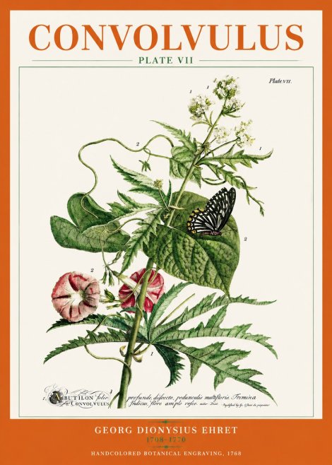 Georg Dionysius Ehret Convolvulus - Plate Vii No3 - Juliste