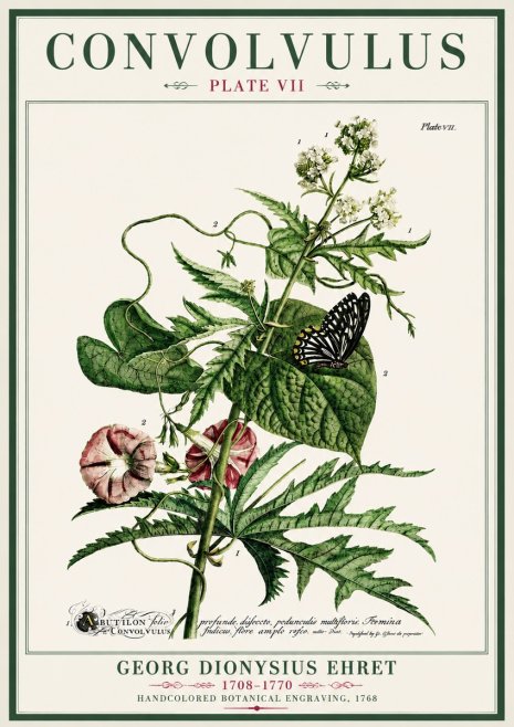 Georg Dionysius Ehret Convolvulus - Plate Vii No4 - Juliste