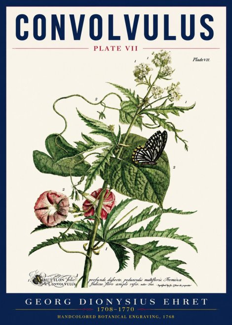 Georg Dionysius Ehret Convolvulus - Plate Vii No5 - Juliste