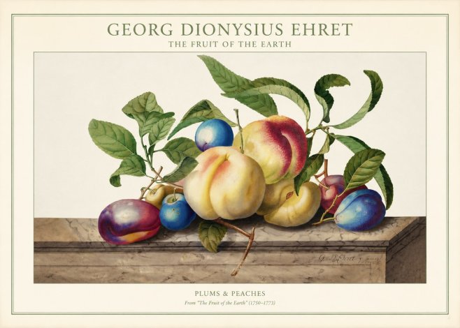 Georg Dionysius Ehret Plums & Peaches No1 - Juliste