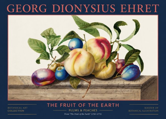 Georg Dionysius Ehret Plums & Peaches No2 - Juliste