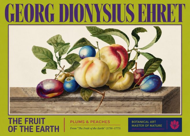 Georg Dionysius Ehret Plums & Peaches No3 - Juliste