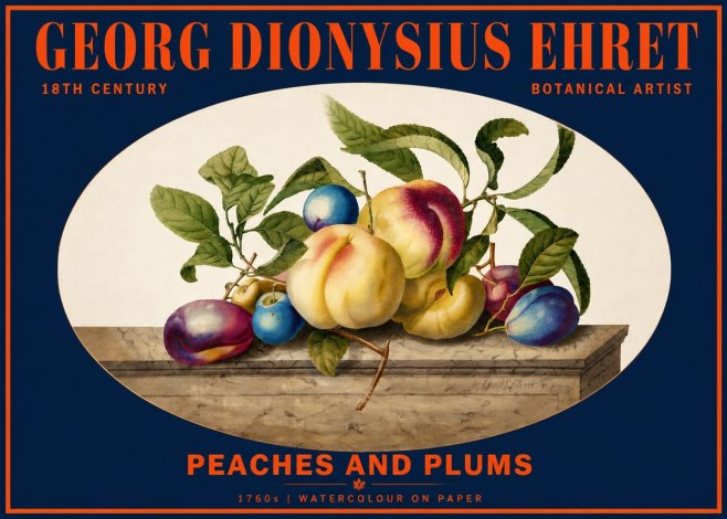 Georg Dionysius Ehret Plums & Peaches No6 - Juliste