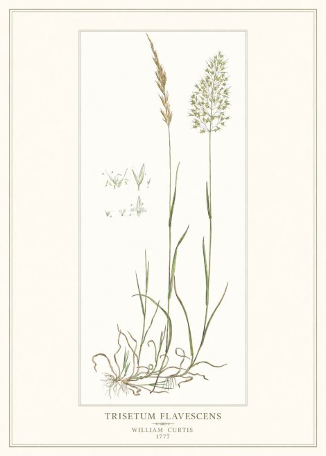 William Curtis Trisetum Flavescens I No1 - Juliste