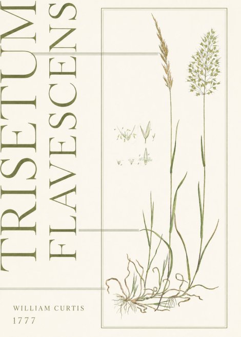 William Curtis Trisetum Flavescens I No5 - Juliste