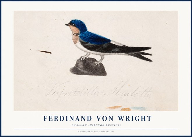 Ferdinand von Wright Swallow (Hirundo Rustica) No1 - Juliste