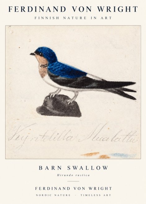 Ferdinand von Wright Swallow (Hirundo Rustica) No2 - Juliste