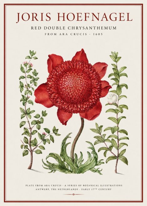 Joris Hoefnagel Red Double Chrysanthemum No1 - Juliste
