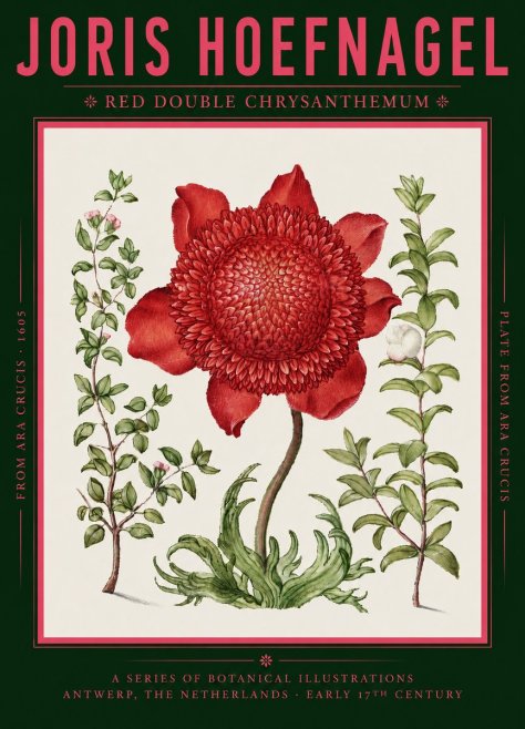 Joris Hoefnagel Red Double Chrysanthemum No2 - Juliste