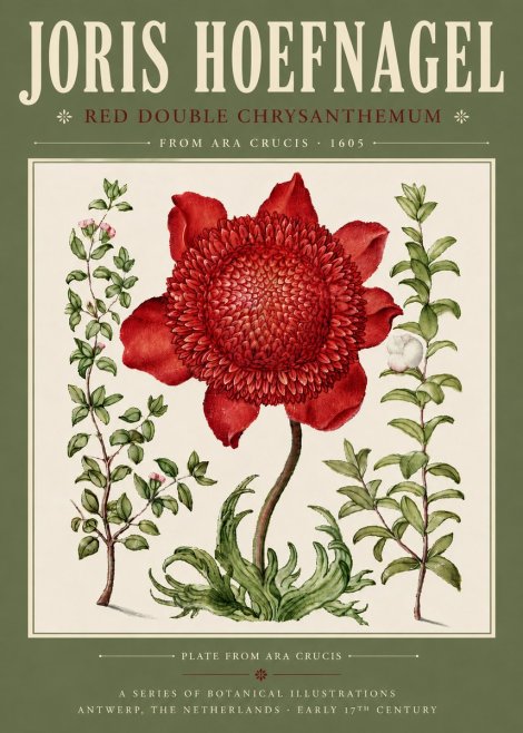 Joris Hoefnagel Red Double Chrysanthemum No4 - Juliste