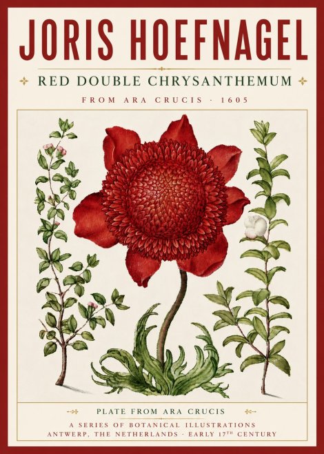 Joris Hoefnagel Red Double Chrysanthemum No5 - Juliste