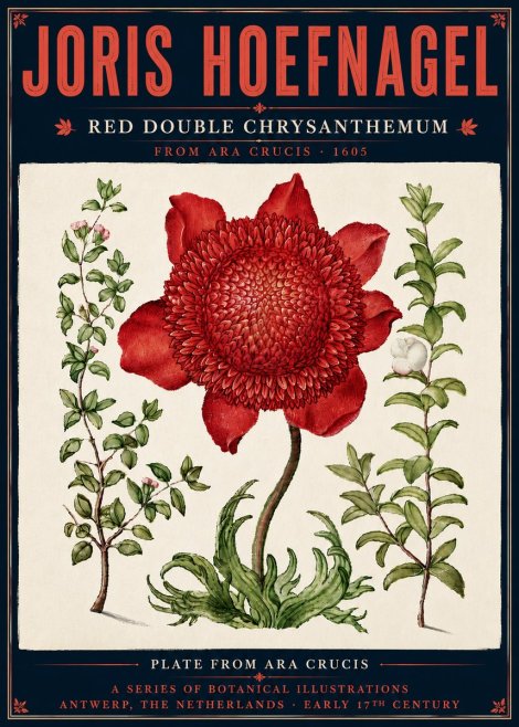 Joris Hoefnagel Red Double Chrysanthemum No6 - Juliste