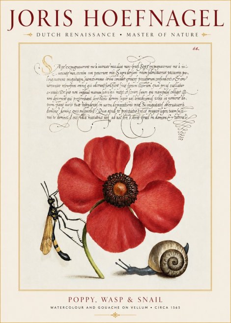Joris Hoefnagel Poppy, Wasp & Snail No1 - Juliste