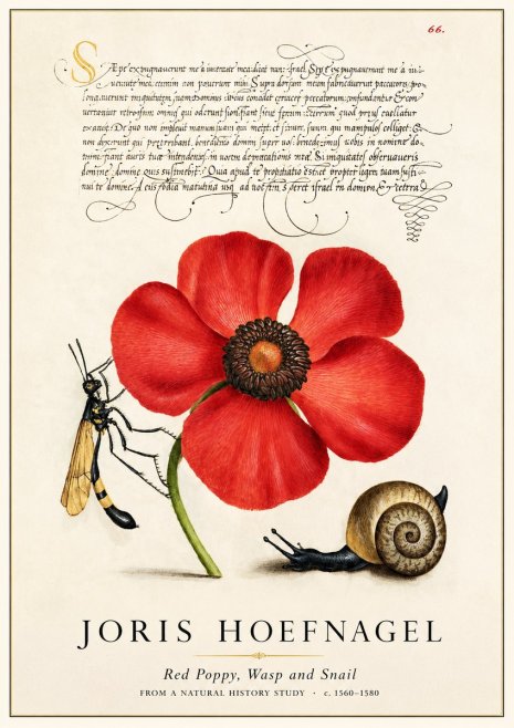 Joris Hoefnagel Poppy, Wasp & Snail No3 - Juliste
