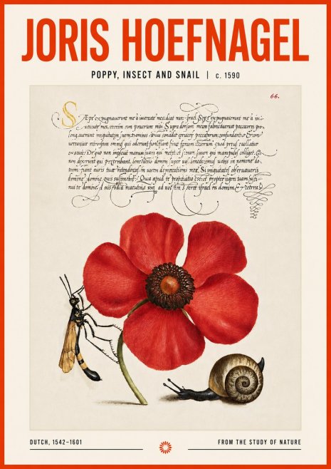 Joris Hoefnagel Poppy, Wasp & Snail No6 - Juliste