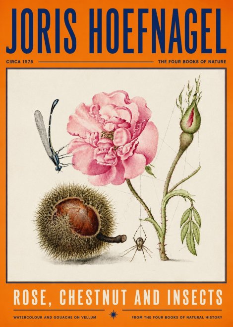 Joris Hoefnagel Rose, Chestnut and Insects No4 - Juliste