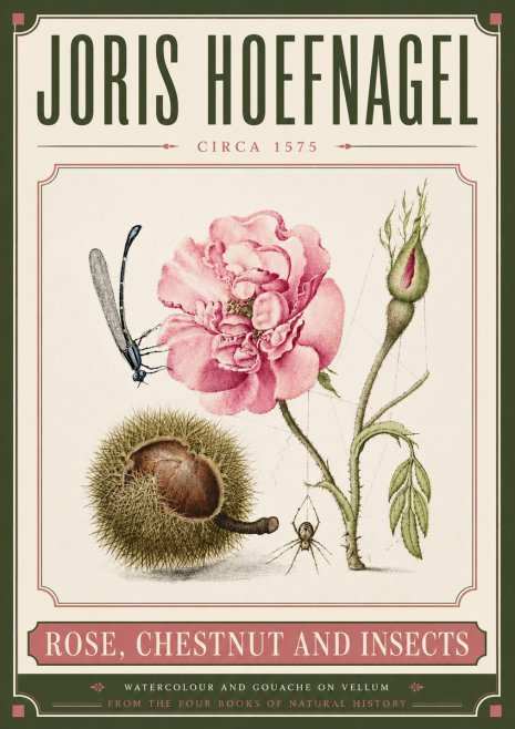 Joris Hoefnagel Rose, Chestnut and Insects No6 - Juliste