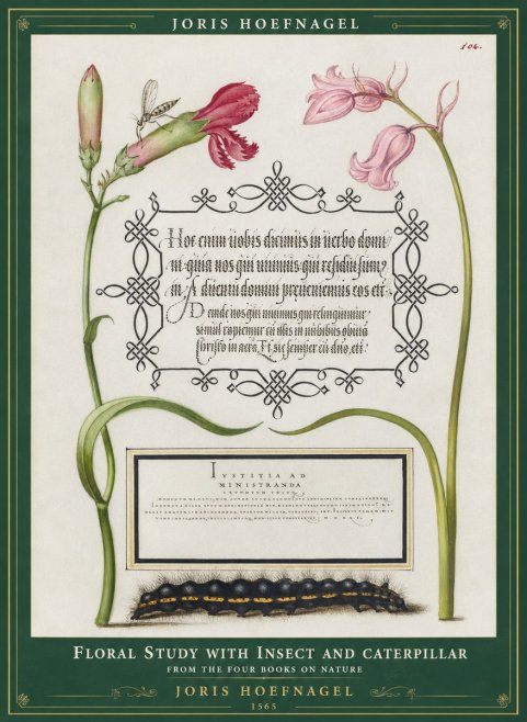 Joris Hoefnagel Floral Study with Insect and Caterpillar No1 - Juliste