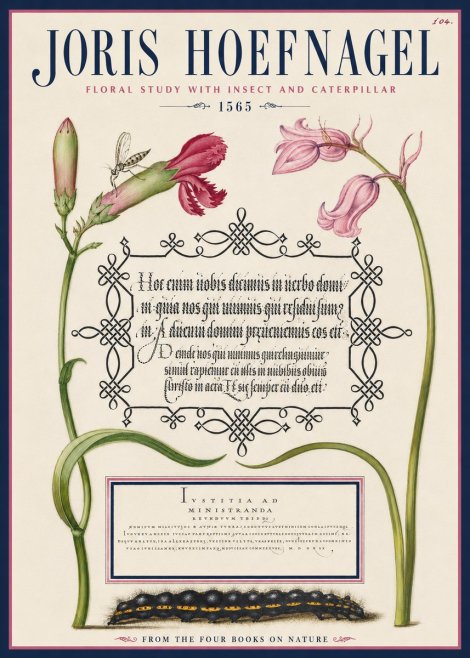 Joris Hoefnagel Floral Study with Insect and Caterpillar No4 - Juliste