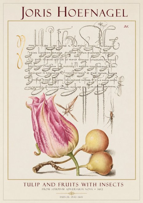 Joris Hoefnagel Tulip and Fruits with Insects No1 - Juliste