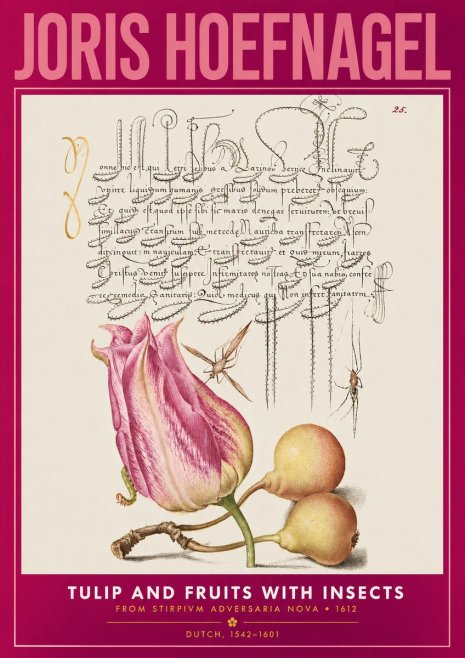 Joris Hoefnagel Tulip and Fruits with Insects No2 - Juliste