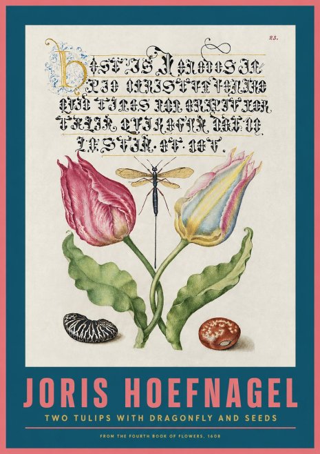 Joris Hoefnagel Two Tulips with Dragonfly and Seeds No2 - Juliste