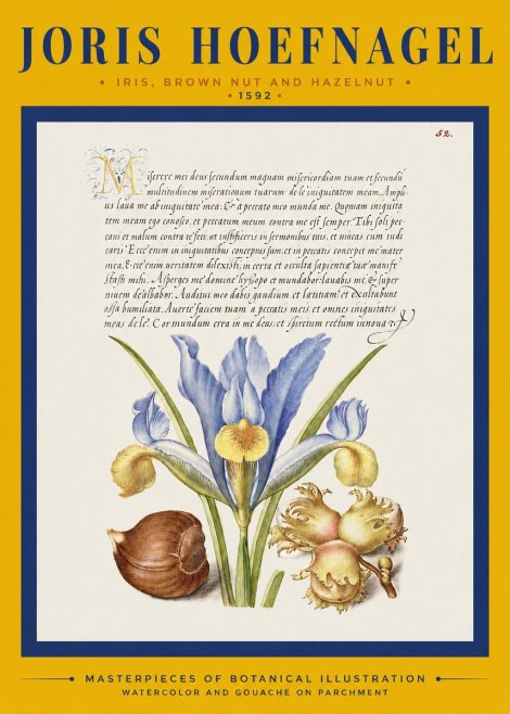 Joris Hoefnagel Iris, Brown Nut and Hazelnut No2 - Juliste