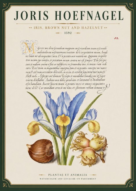 Joris Hoefnagel Iris, Brown Nut and Hazelnut No3 - Juliste