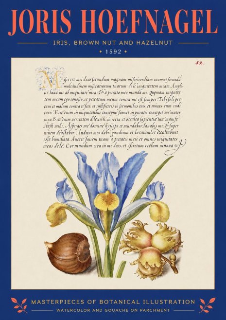 Joris Hoefnagel Iris, Brown Nut and Hazelnut No4 - Juliste
