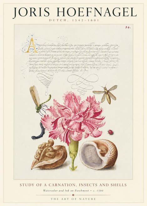 Joris Hoefnagel Study of a Carnation, Insects and Shells No1 - Juliste