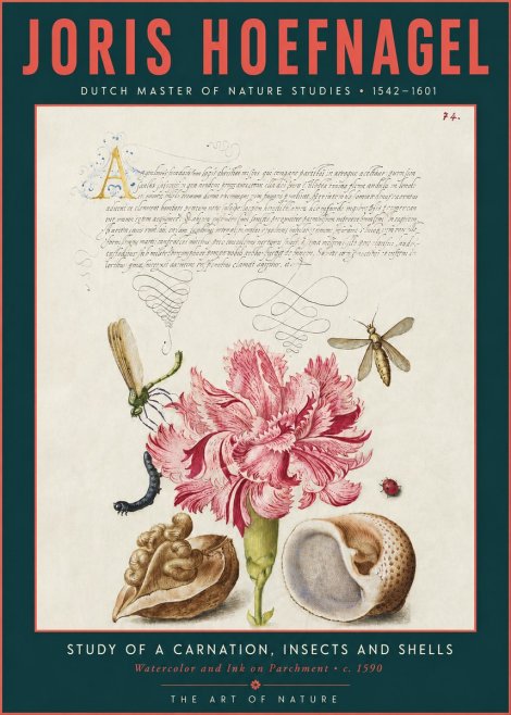 Joris Hoefnagel Study of a Carnation, Insects and Shells No3 - Juliste