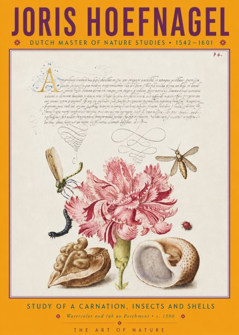 Joris Hoefnagel Study of a Carnation, Insects and Shells No4 - Juliste