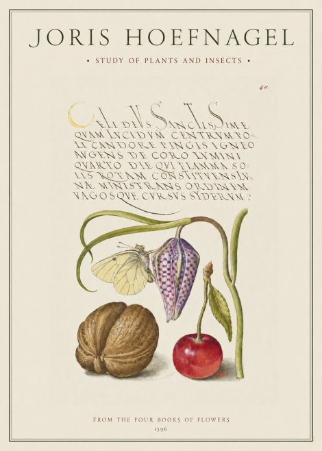 Joris Hoefnagel Study of Plants and Insects No1 - Juliste