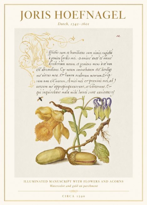 Joris Hoefnagel Illuminated Manuscript with Flowers and Acorns No1 - Juliste
