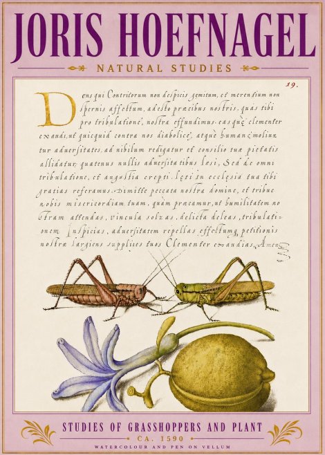 Joris Hoefnagel Studies of Grasshoppers and Plant No5 - Juliste
