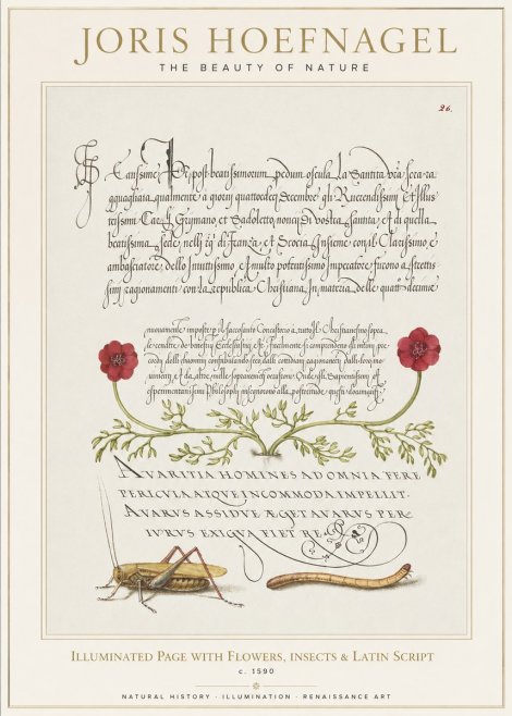 Joris Hoefnagel Illuminated Page with Flowers, Insects & Latin Script No1 - Juliste