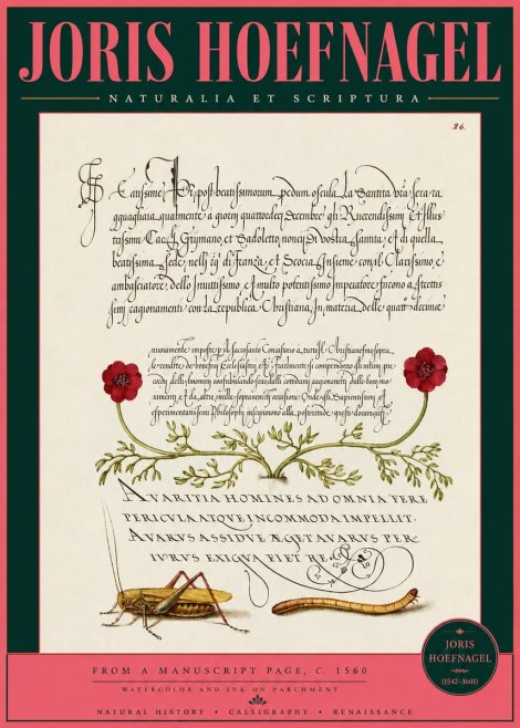 Joris Hoefnagel Illuminated Page with Flowers, Insects & Latin Script No3 - Juliste