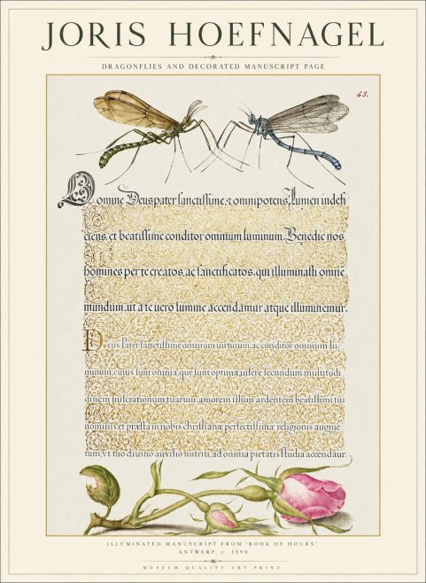 Joris Hoefnagel Dragonflies and Decorated Manuscript Page No1 - Juliste
