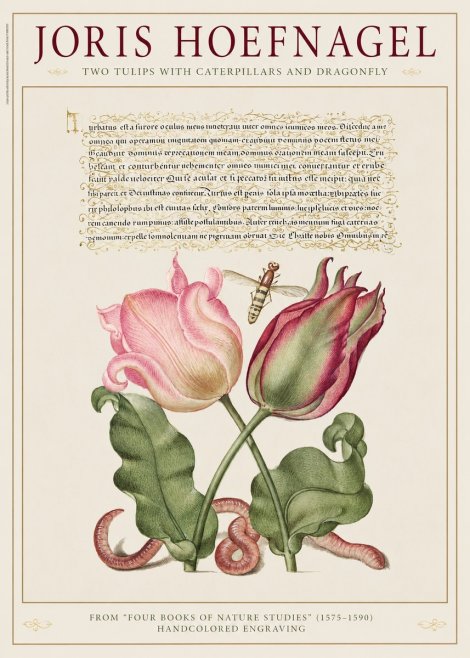 Joris Hoefnagel Two Tulips with Caterpillars and Dragonfly No1 - Juliste
