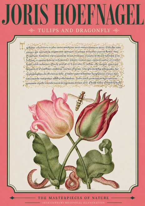 Joris Hoefnagel Two Tulips with Caterpillars and Dragonfly No4 - Juliste
