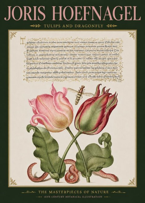 Joris Hoefnagel Two Tulips with Caterpillars and Dragonfly No5 - Juliste