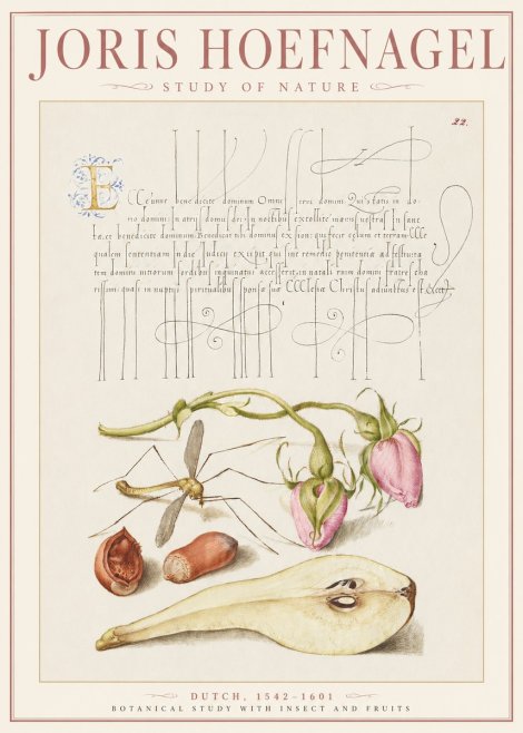 Joris Hoefnagel Studies of Plants, Insects and Fruits No3 - Juliste