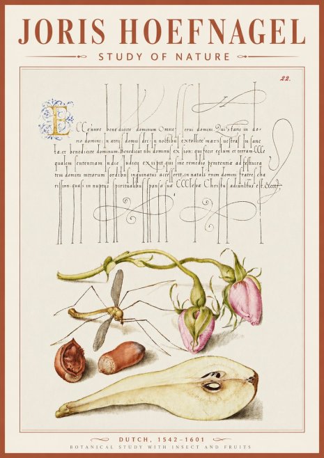 Joris Hoefnagel Studies of Plants, Insects and Fruits No5 - Juliste