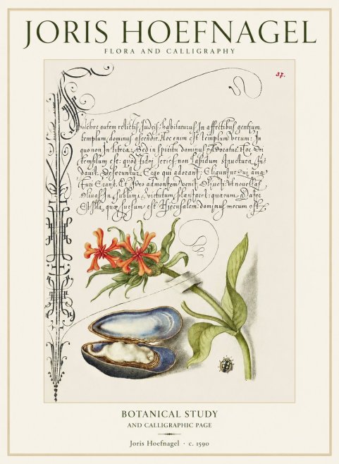 Joris Hoefnagel Botanical Study and Calligraphic Page No1 - Juliste