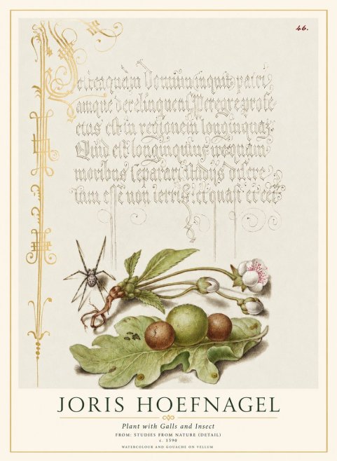 Joris Hoefnagel Plant with Galls and Insect No1 - Juliste
