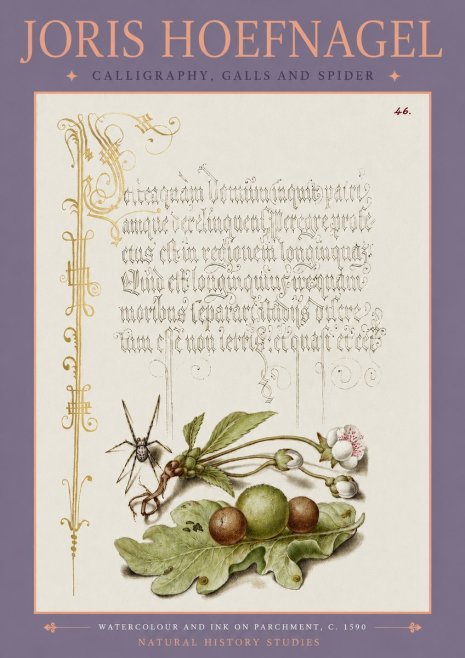 Joris Hoefnagel Plant with Galls and Insect No4 - Juliste