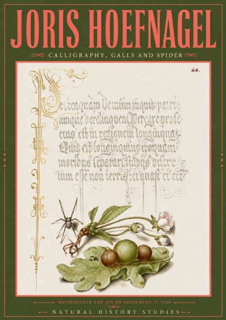 Joris Hoefnagel Plant with Galls and Insect No6 - Juliste