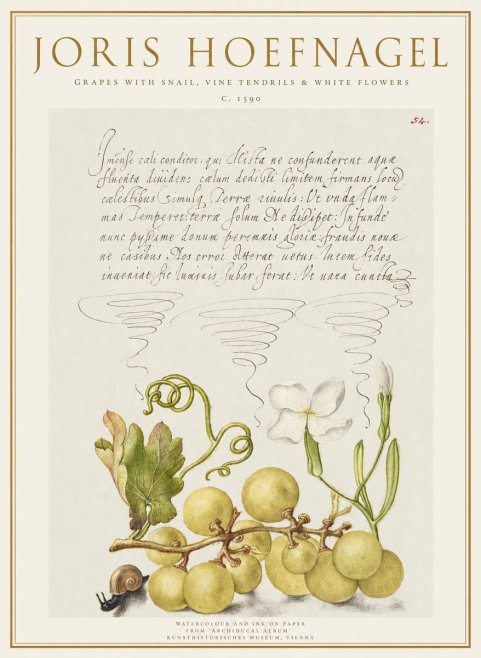 Joris Hoefnagel Grapes with Snail, Vine Tendrils & White Flowers No1 - Juliste