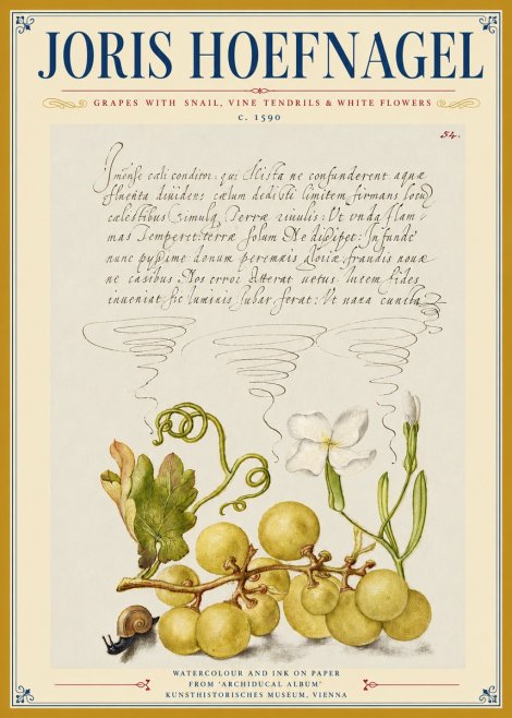 Joris Hoefnagel Grapes with Snail, Vine Tendrils & White Flowers No3 - Juliste